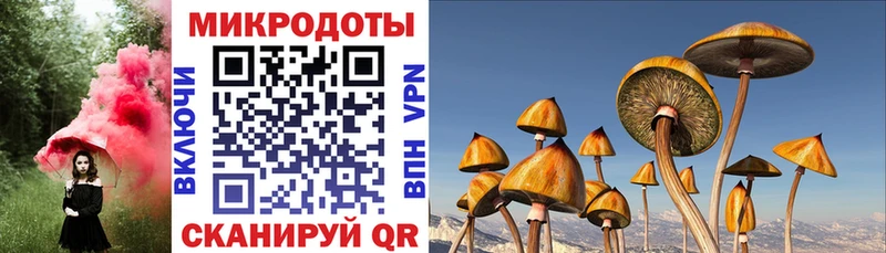 где купить наркоту  даркнет Telegram  Галлюциногенные грибы мухоморы  Нестеровская 